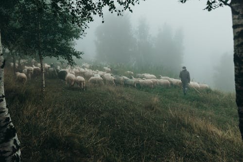 Man Shepherding Herd on Sheep