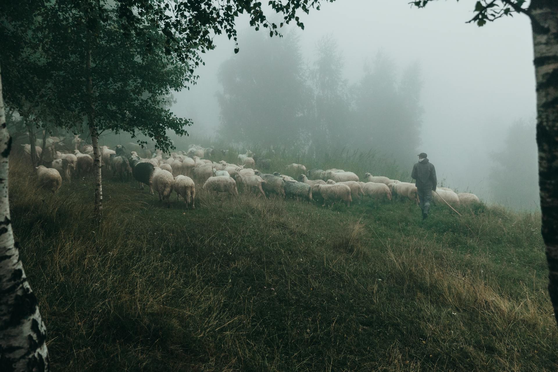 Mannen som vaktar en hjord får