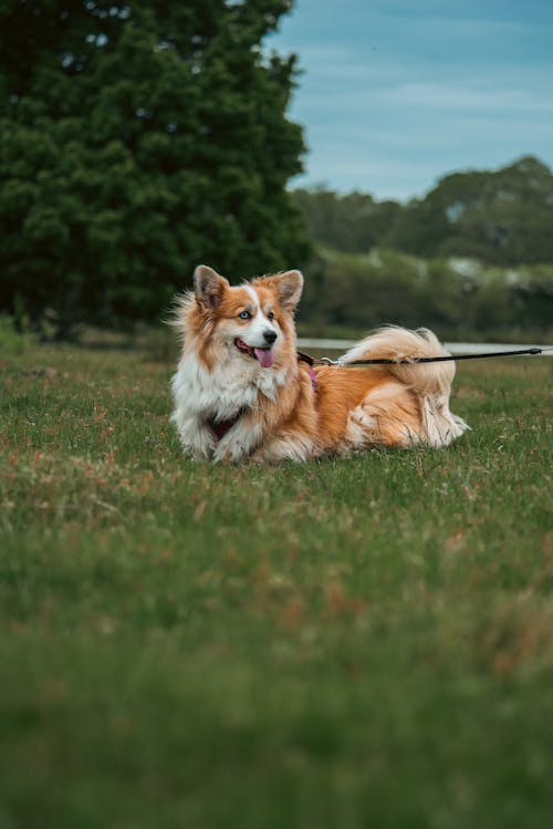 강아지, 개, 공원의 무료 스톡 사진