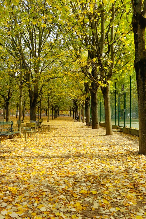 가을, 경치, 골목의 무료 스톡 사진