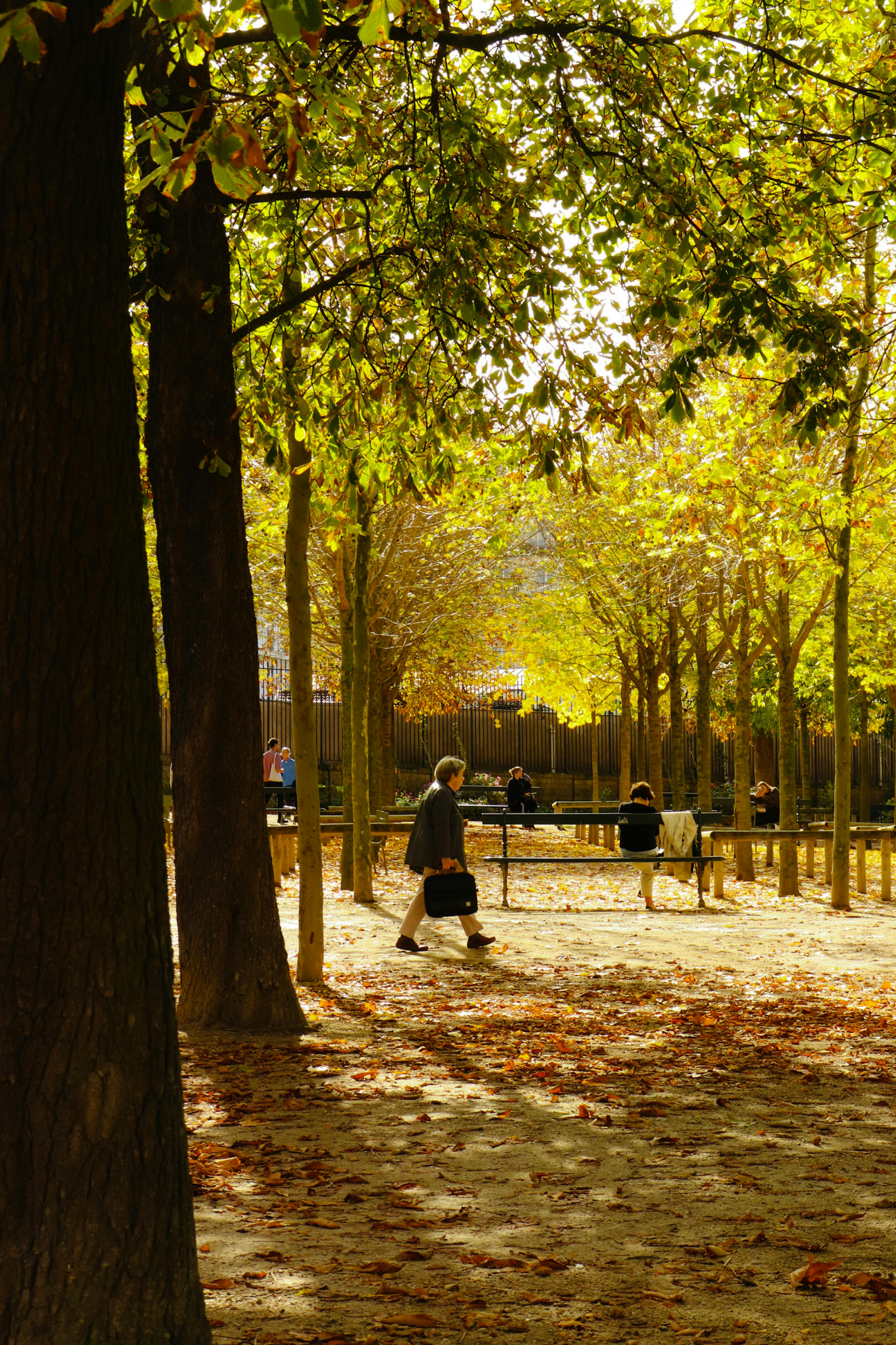 An urban park with people enjoying a leisurely fall day among trees and benches.