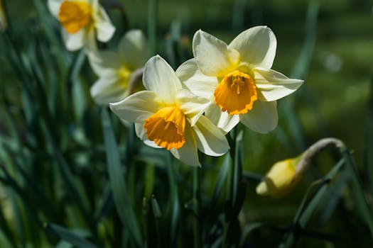 Vibrant daffodils in full bloom, showcasing bright yellow and white petals, captured in natural light.