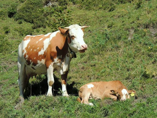 Бесплатное стоковое фото с коричневая корова, корова, теленок