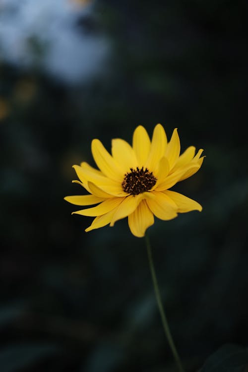 Gratis lagerfoto af blomst, frisk, gul