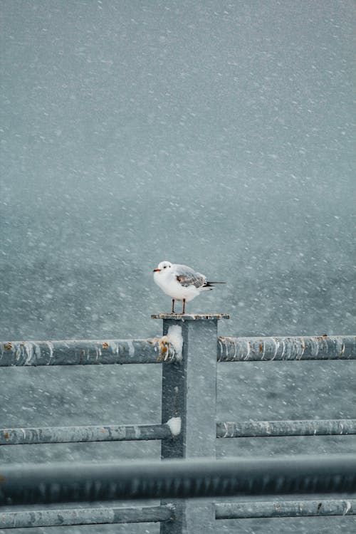 Seagull Perching on Railing in Winter