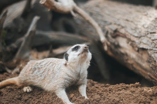 Meerkat Sitting on Ground