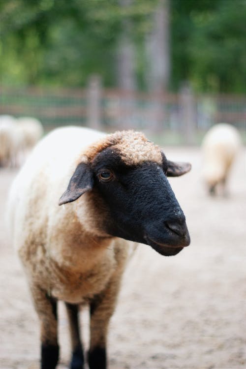 Sheep with White Wool and Black Head