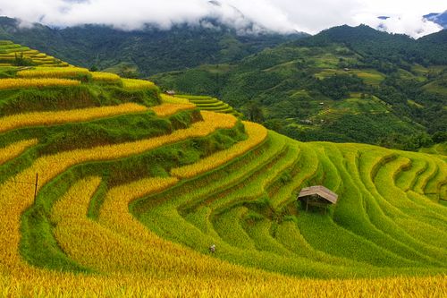 Free Vibrant terraced rice fields stretch across a scenic landscape, highlighting rural beauty. Stock Photo