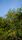 fruit tree