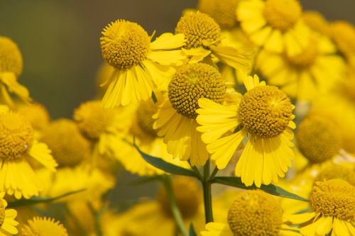Free Close-up of vivid yellow Helenium autumnale flowers in full bloom, showcasing natural beauty and vibrant colors. Stock Photo