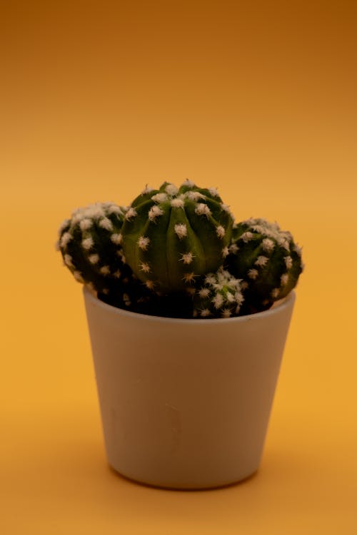  Decorative Cactus in Yellow Background