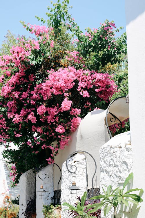 Pink Flowers on a Shrub Decorating a White Fence 