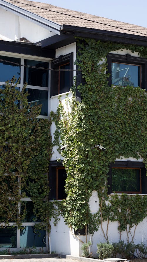 Ivy Decorating Facade of House