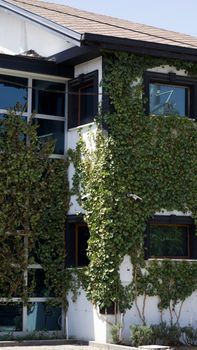 A modern building exterior richly covered in lush green ivy plants.