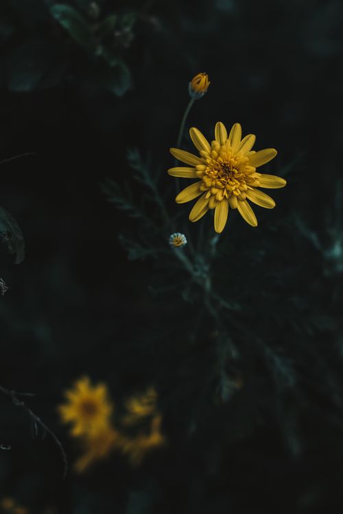 Free A captivating close-up of a golden yellow flower blooming with a dark, moody background. Stock Photo