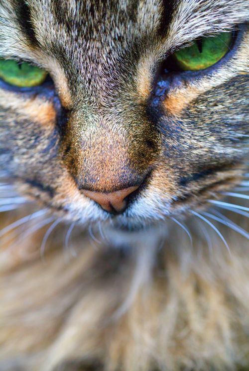 Free Intimate close-up of a tabby cat's face highlighting its striking green eyes. Stock Photo