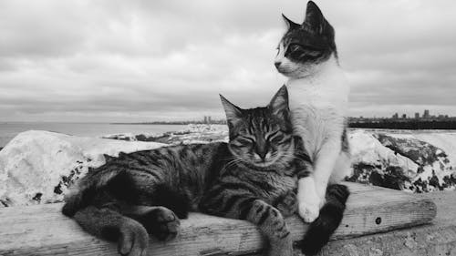Black and White Photo of Cats Resting on Bench by Sea Shore
