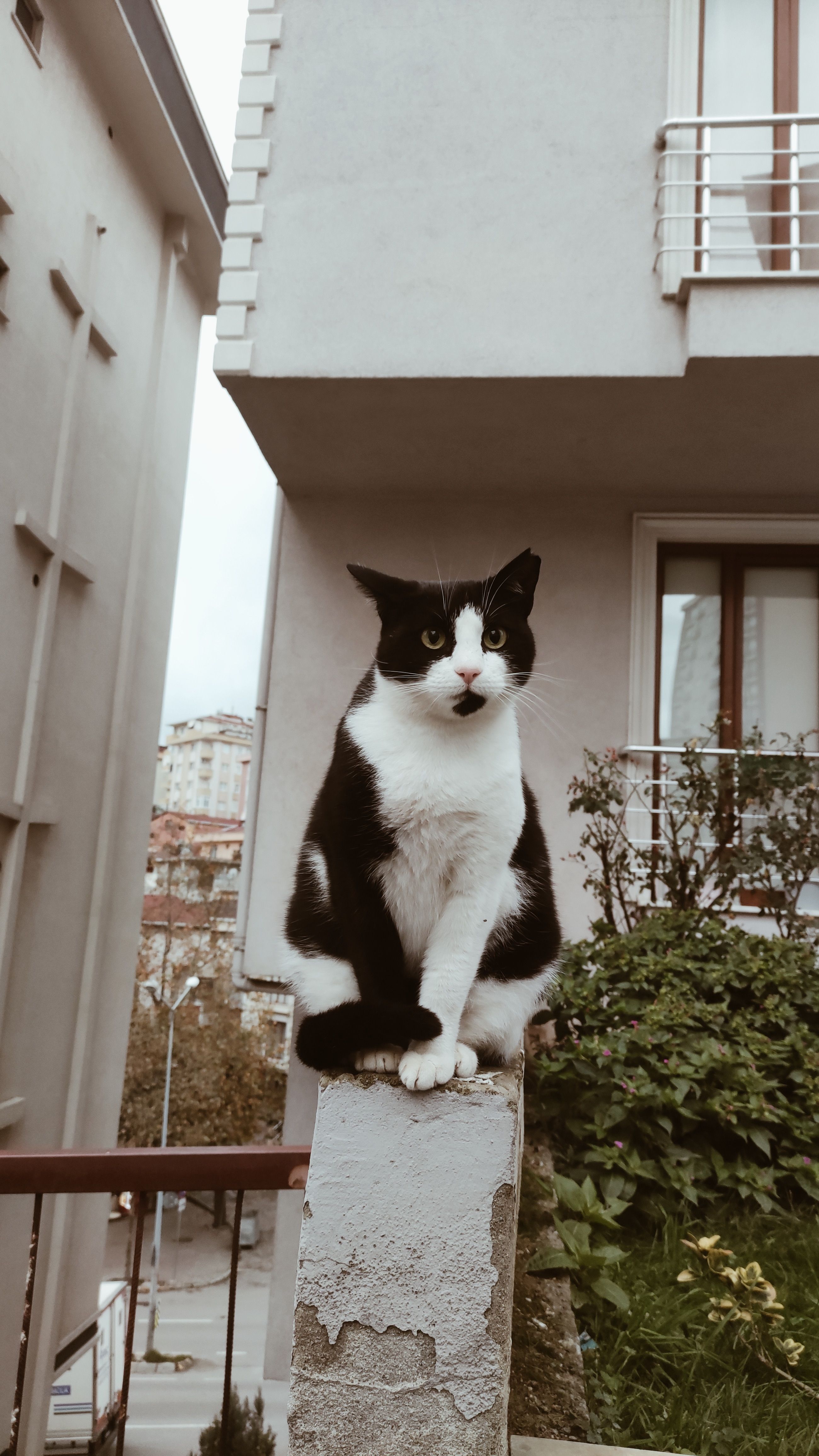 Tuxedo cat perched on a pillar in an urban setting, showcasing its curious nature.