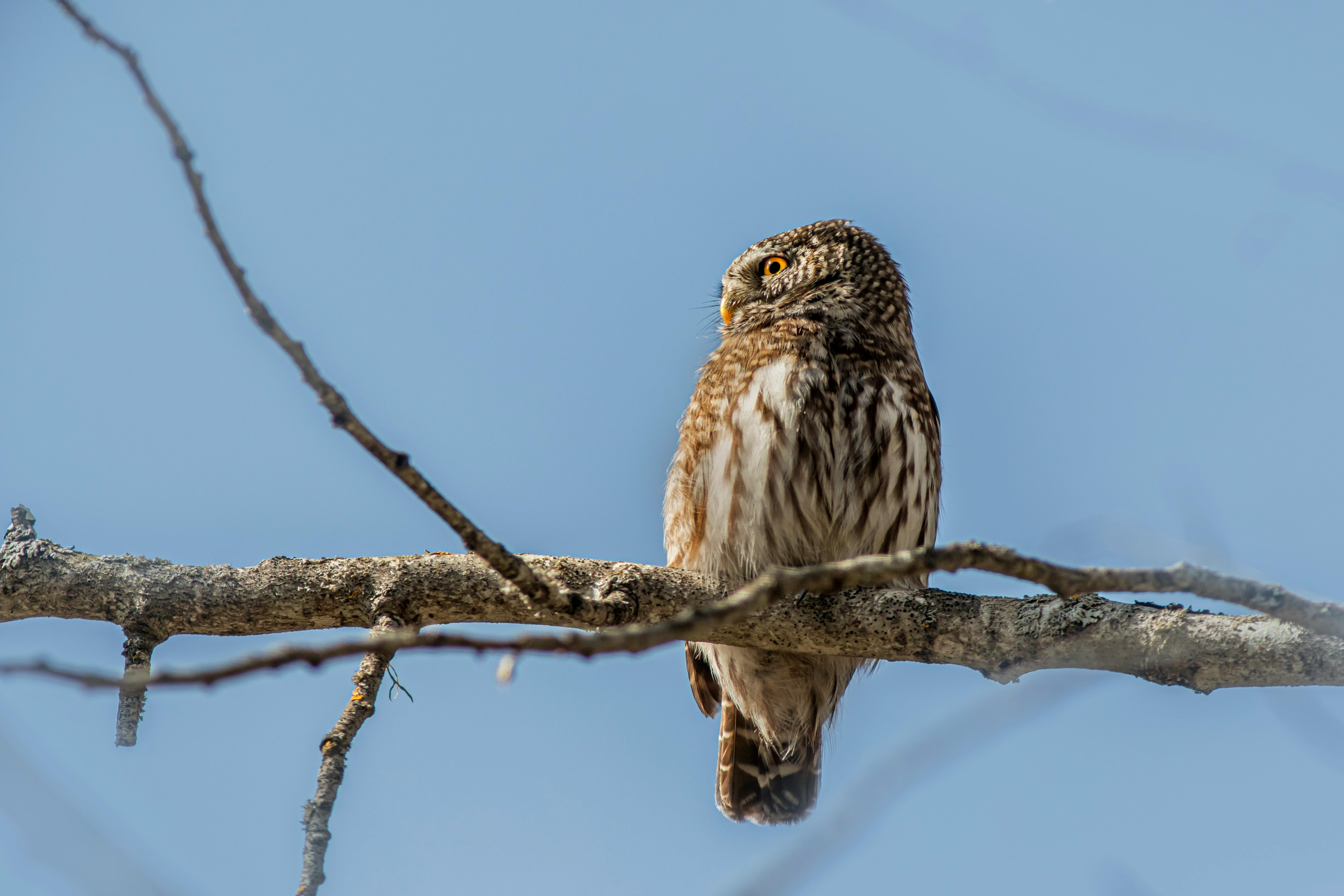 an owl sitting on a branch in the sky