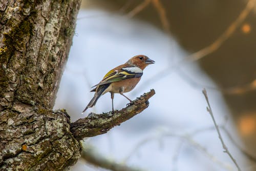 Close-up of a Bird Perching on a Branch 