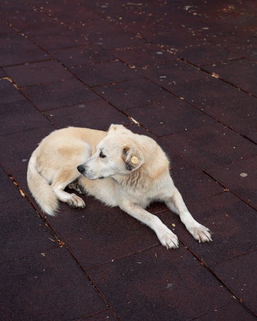 White Dog Lying on a Pavement 