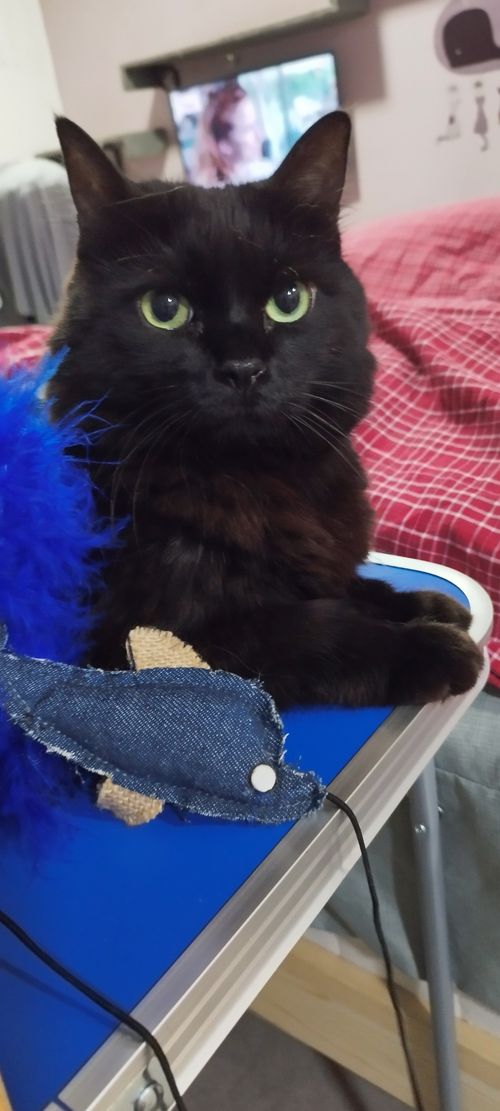 Free Cute Black Cat Stock Photo