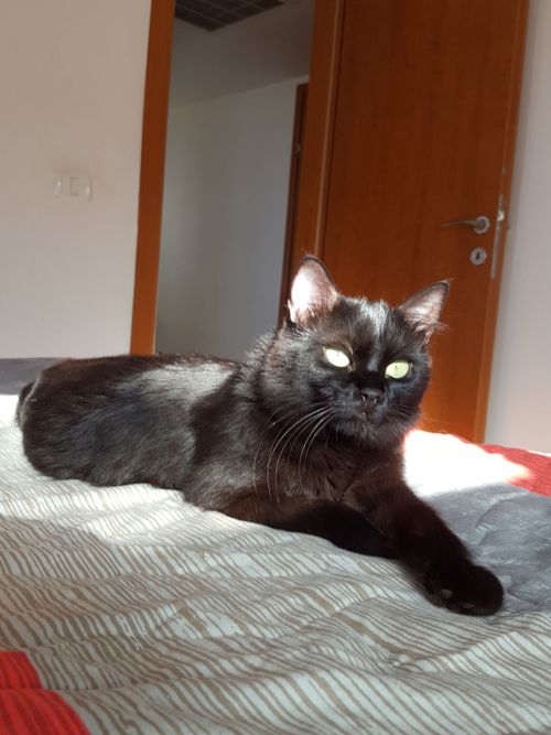 Free Black Cat Eyes Stock Photo