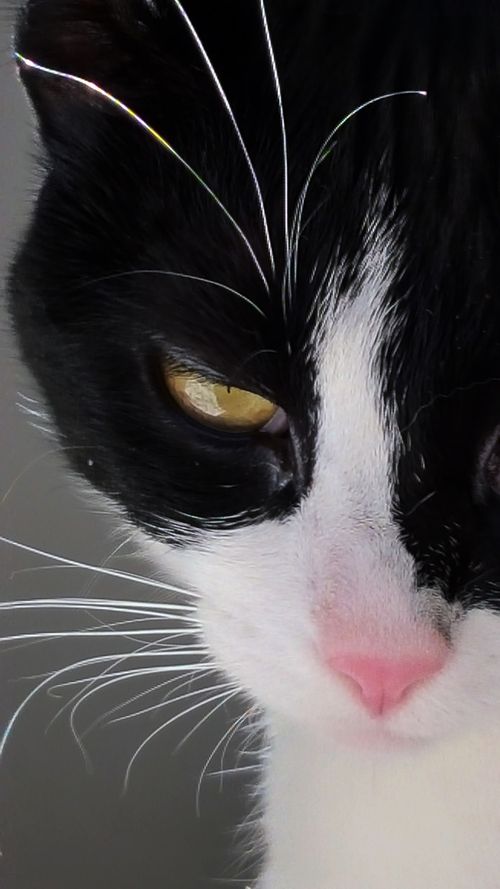 Free Black and White Cat Stock Photo