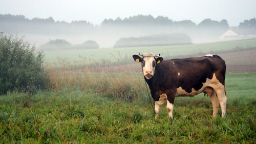Cow Standing in the Pasture on a Foggy Day 