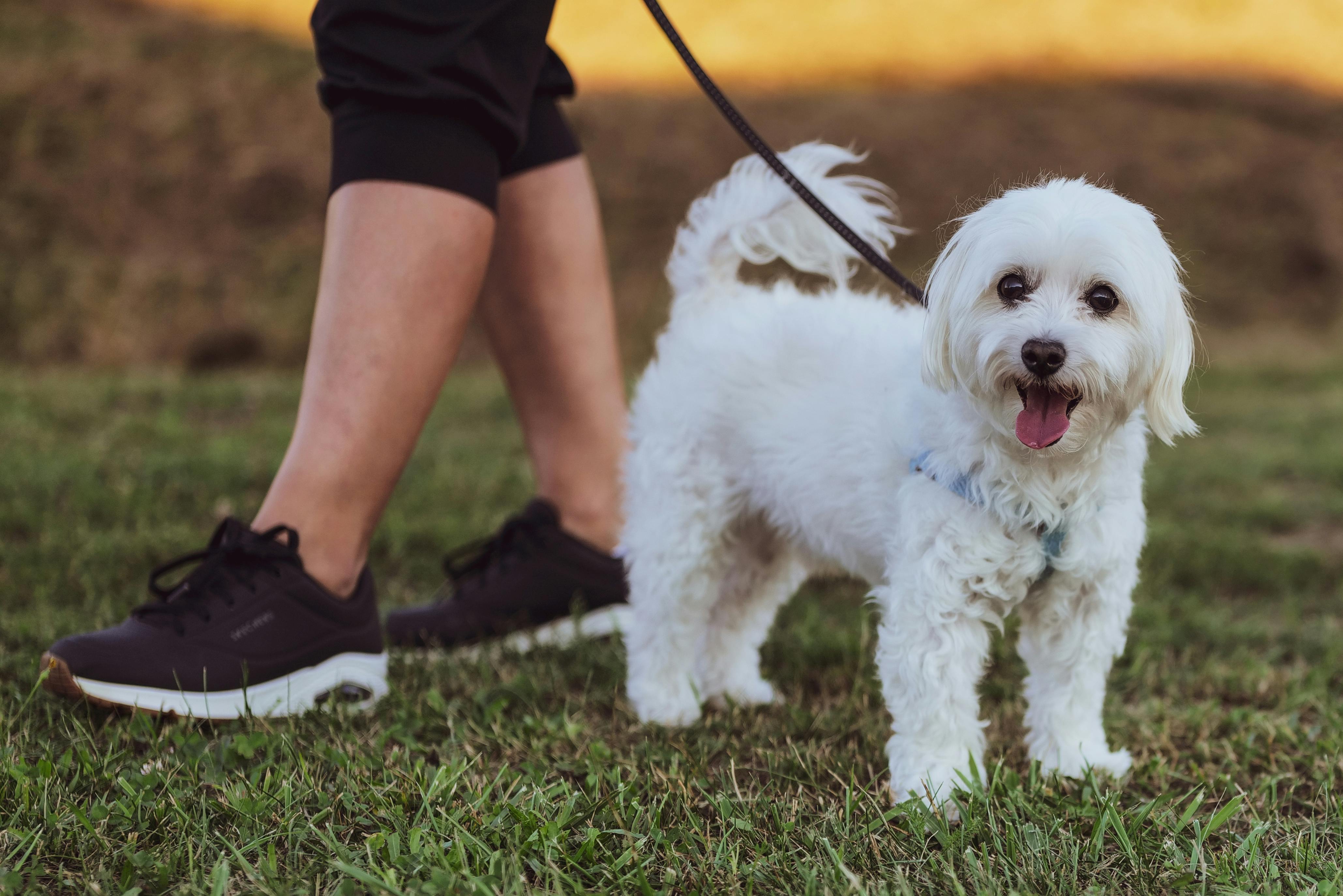 HILL'S PET NUTRITION INTRODUCES INNOVATION TO SUPPORT FELINE MOBILITY AND WEIGHT MANAGEMENT — Photo by Vladimir Srajber on Pe