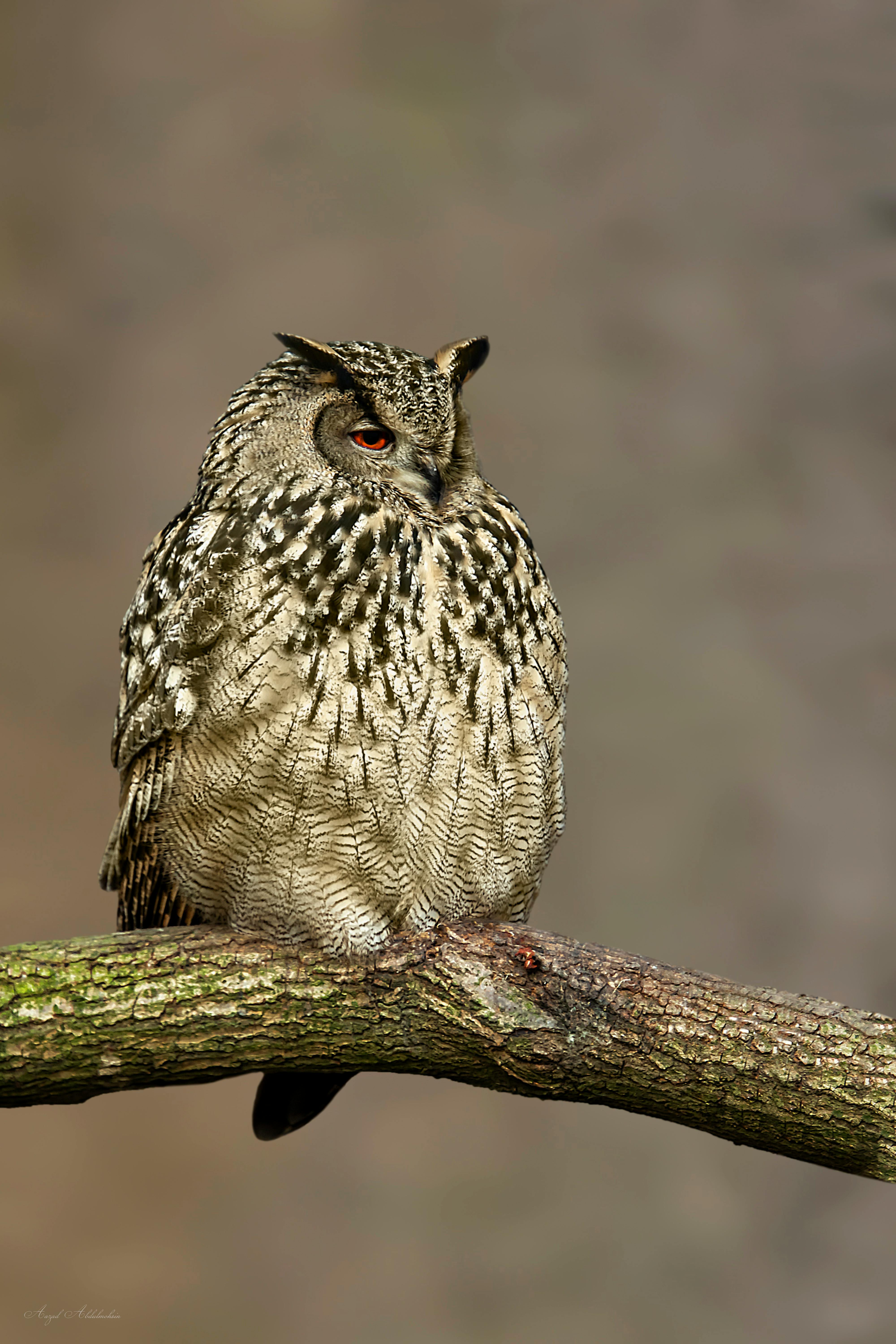 Free stock photo of bird, owl, wild animals