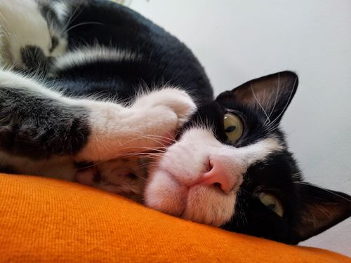 Free Funny cat face Stock Photo