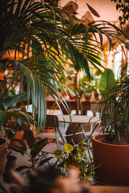 A cozy indoor corner filled with potted plants — photo by Sefa Tekin on Pexels