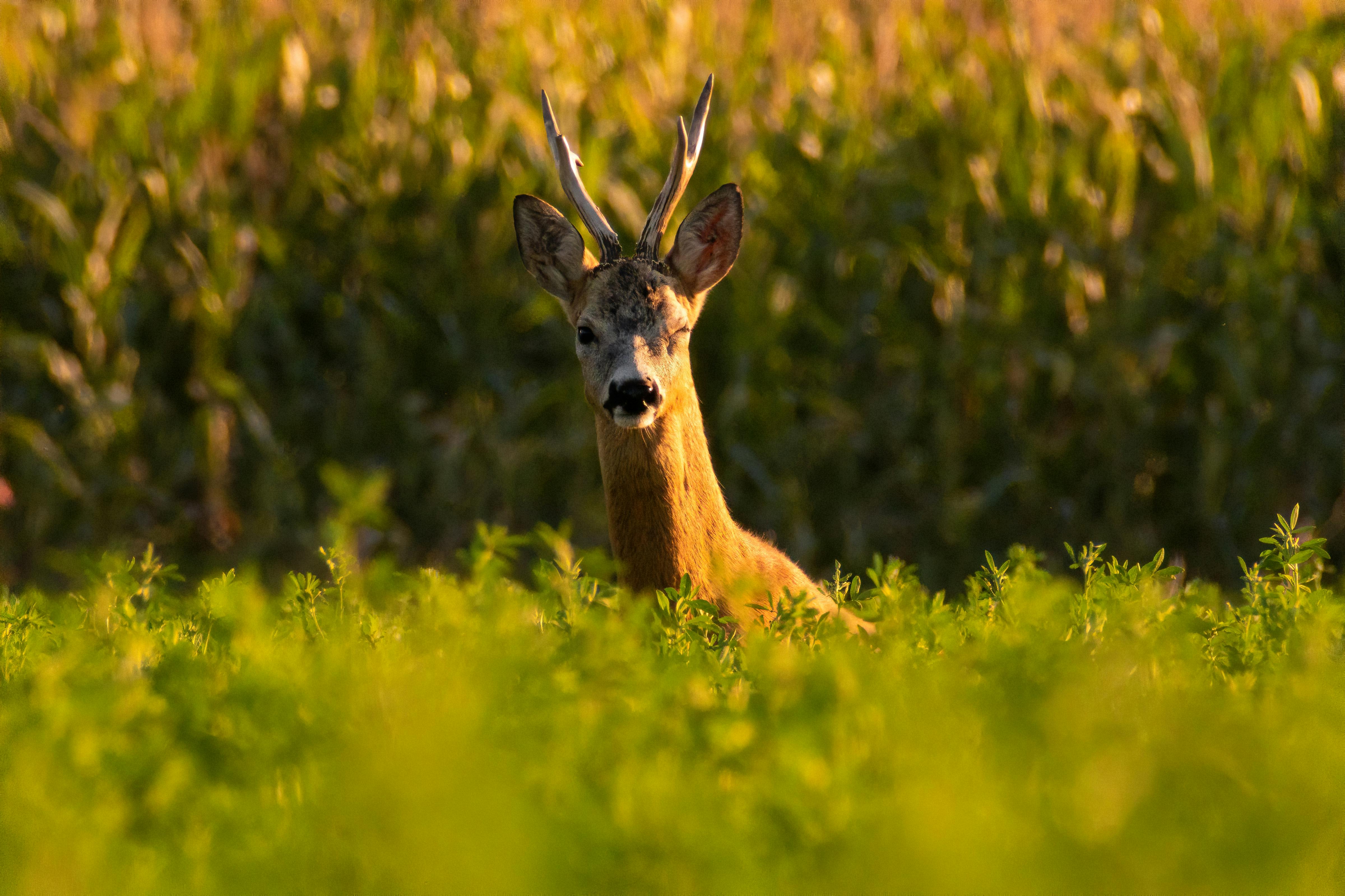 grátis Foto profissional grátis de animais selvagens, animal, antlered Foto profissional