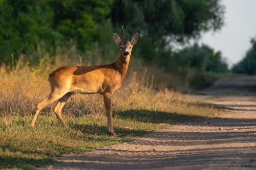 Gratis stockfoto met beest, detailopname, hert