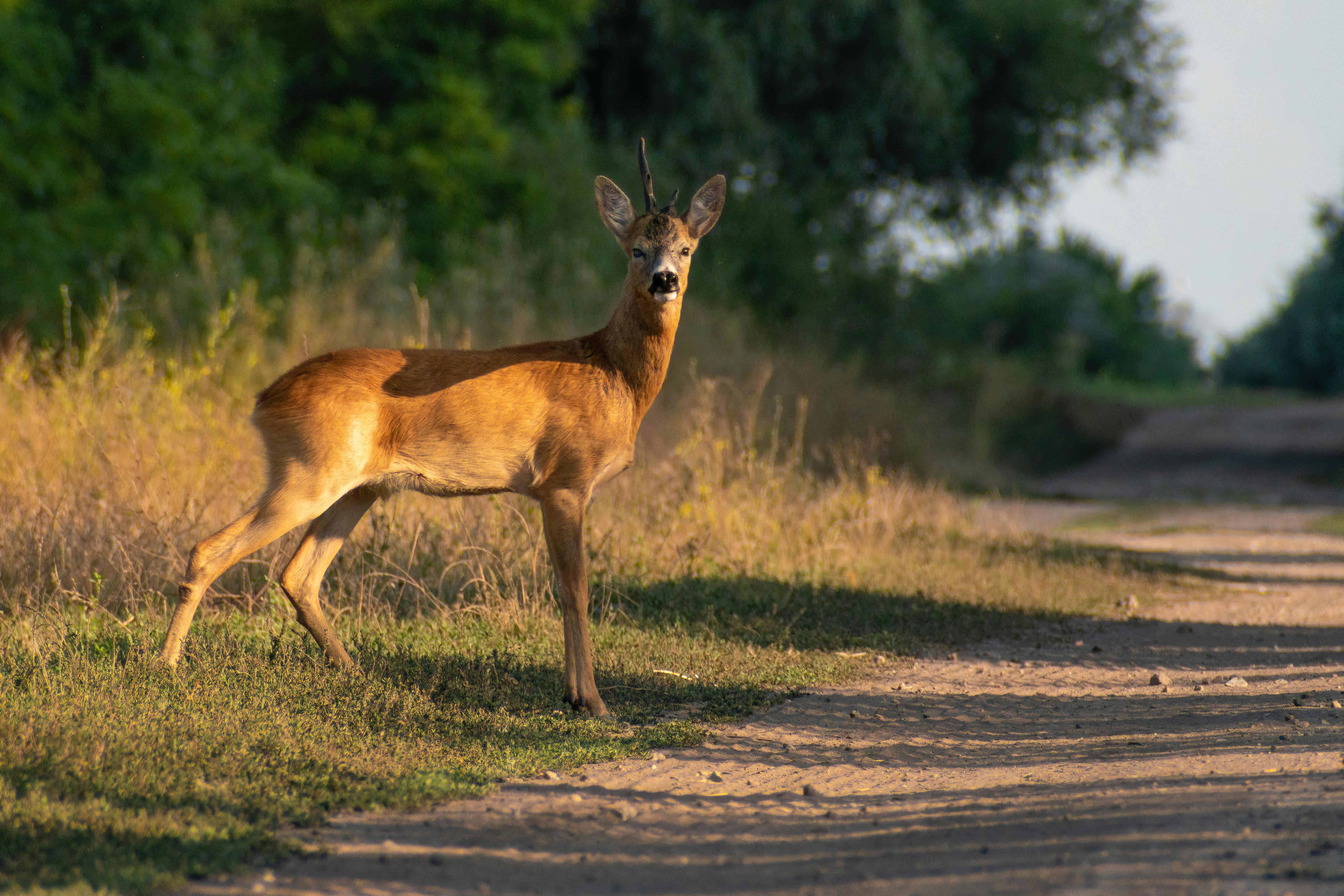 grátis Foto profissional grátis de ambiental, animais, animais selvagens Foto profissional
