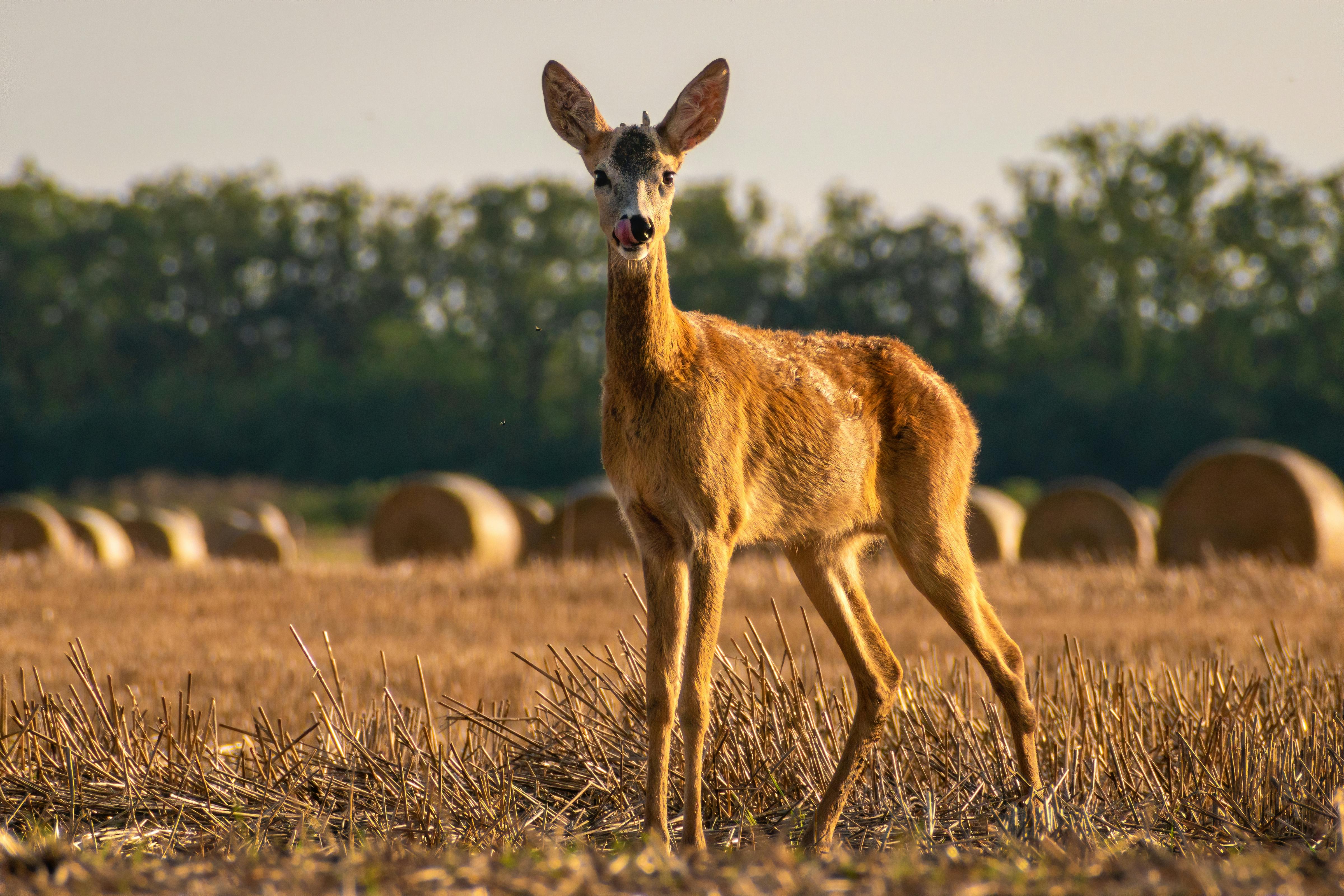 grátis Foto profissional grátis de agricultura, agronomia, animais selvagens Foto profissional