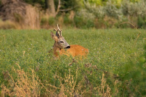 Deer Lying in the Field 