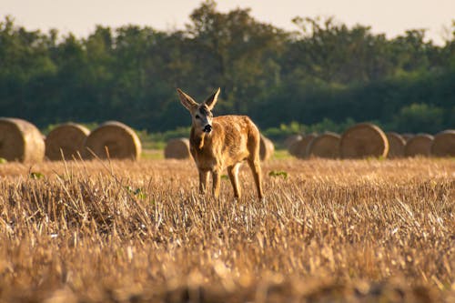 arazi, geyik, hasat edilmiş tarla içeren Ücretsiz stok fotoğraf