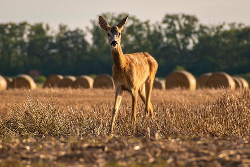 Gratis stockfoto met balen hooi, dierenfotografie, hert