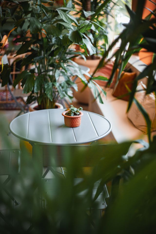 A potted plant on a round coffee table