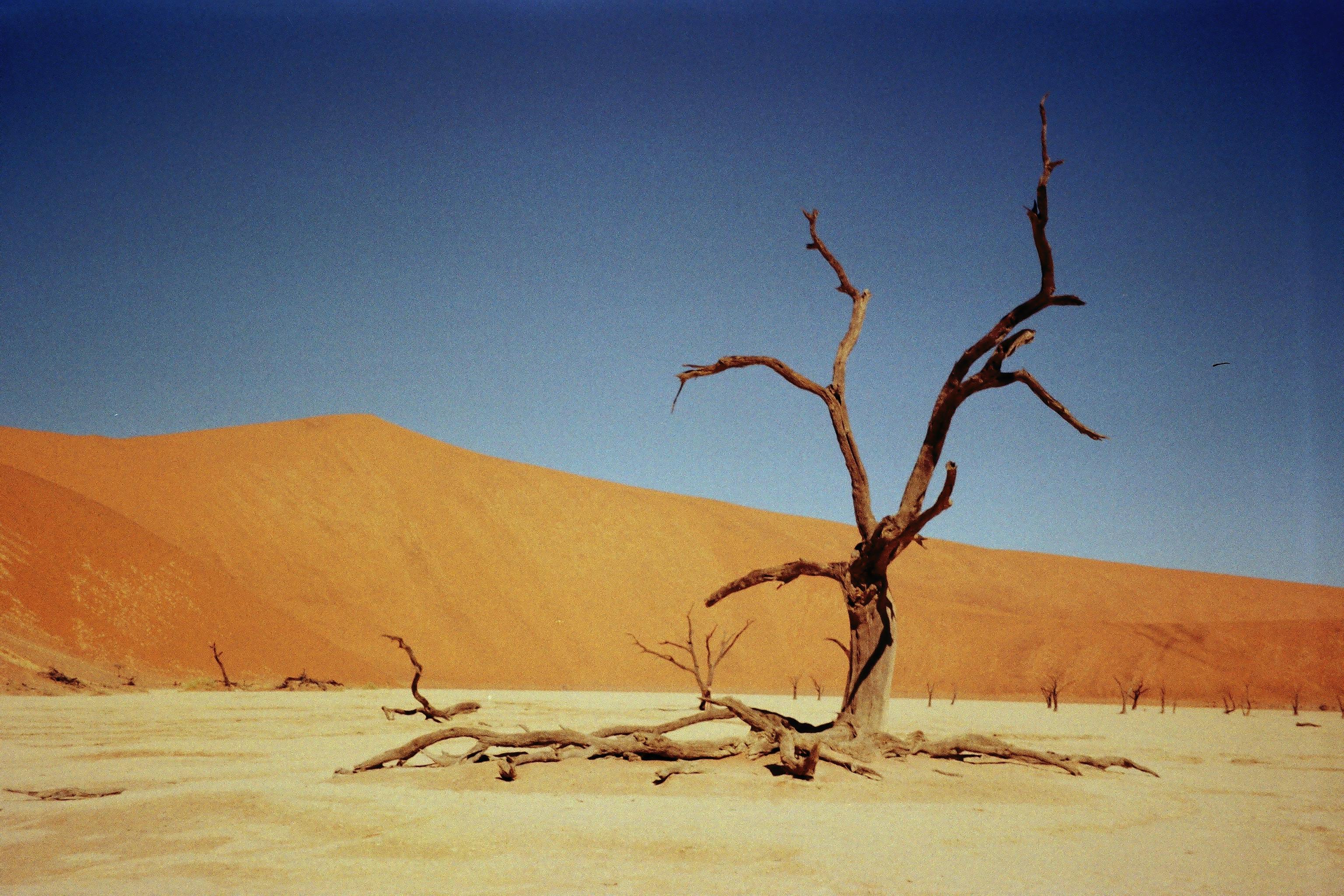 Arid Tree on Sandy Desert