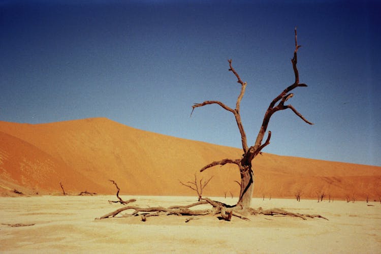 Arid Tree On Sandy Desert