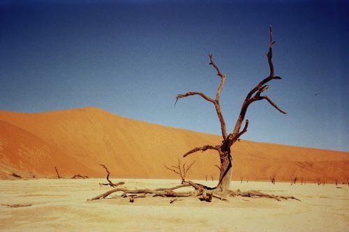 Free A striking dead tree stands alone in the arid Namib Desert landscape under a clear blue sky. Stock Photo