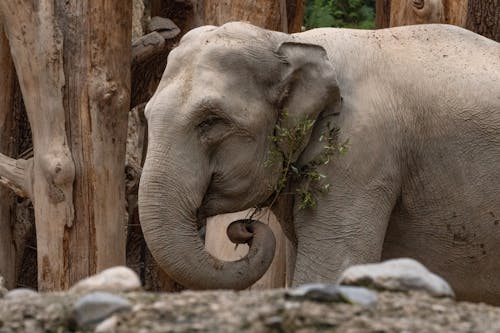Elephant holding a branch with its trunk