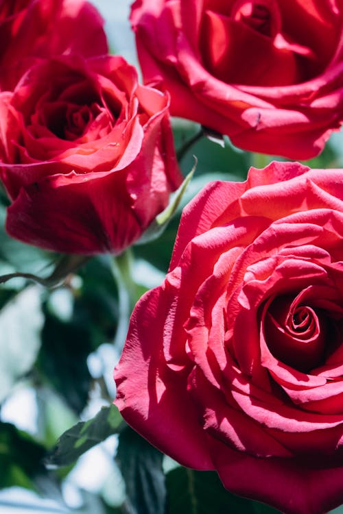 Close-up of Red Roses