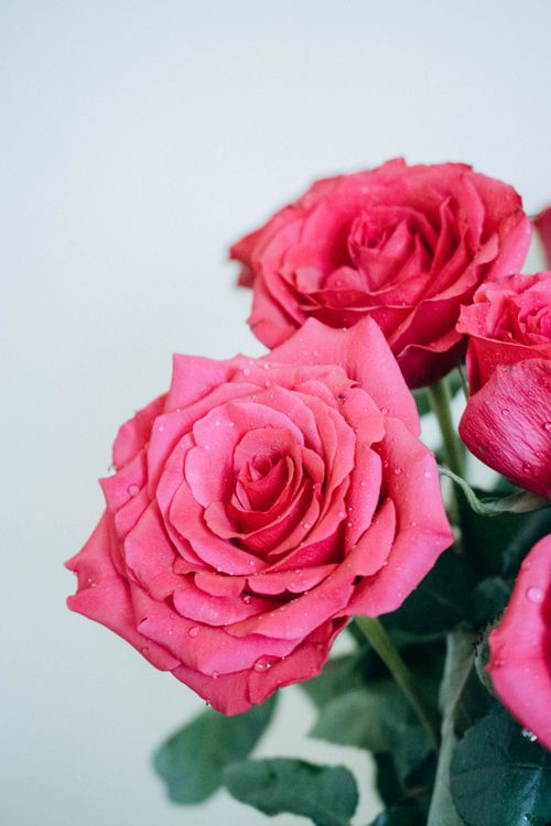 Free Vibrant red roses with dewdrops showcasing natural beauty and freshness against a light background. Stock Photo