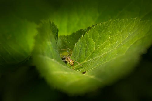 A small insect is sitting on a leaf