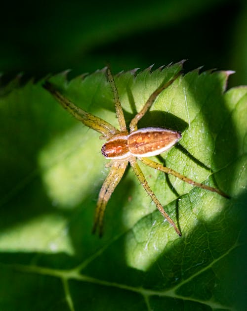 A spider on a leaf with a green background