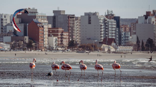 Puerto Madryn, Argentina photo 12